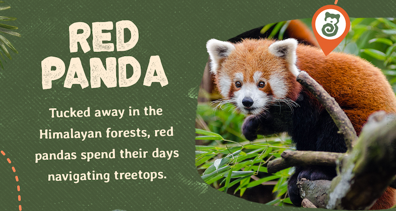 Tucked away in the Himalayan forests, red pandas spend their days navigating treetops far above the forest floor. Track a real red panda today!