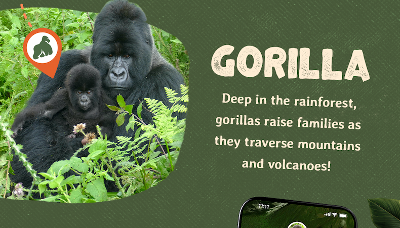 Deep in the rainforest, gorillas raise families as they traverse mountains and volcanoes. Track a real gorilla today!