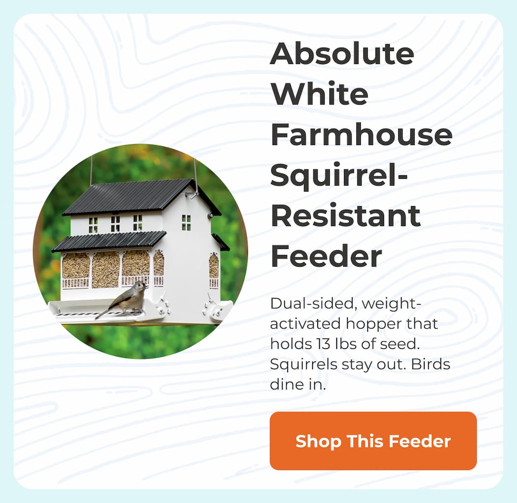 Absolute White Farmhouse 