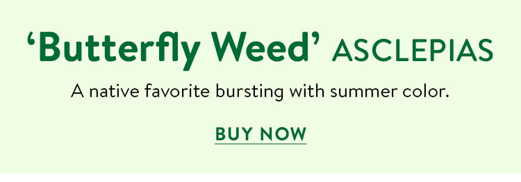 Butterfly Weed, Asclepias Tuberosa
