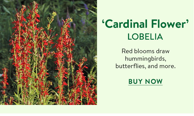 Cardinal Flower, Lobelia