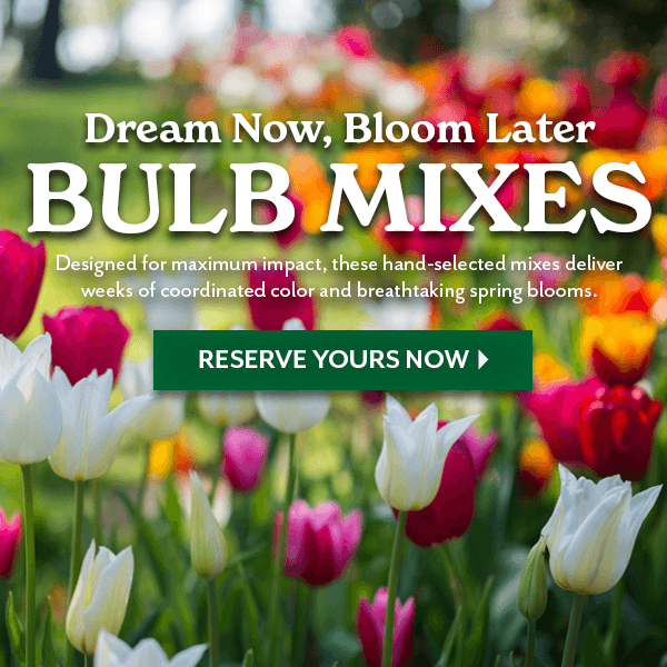 Dream Now, Bloom Later - BULB MIXES
