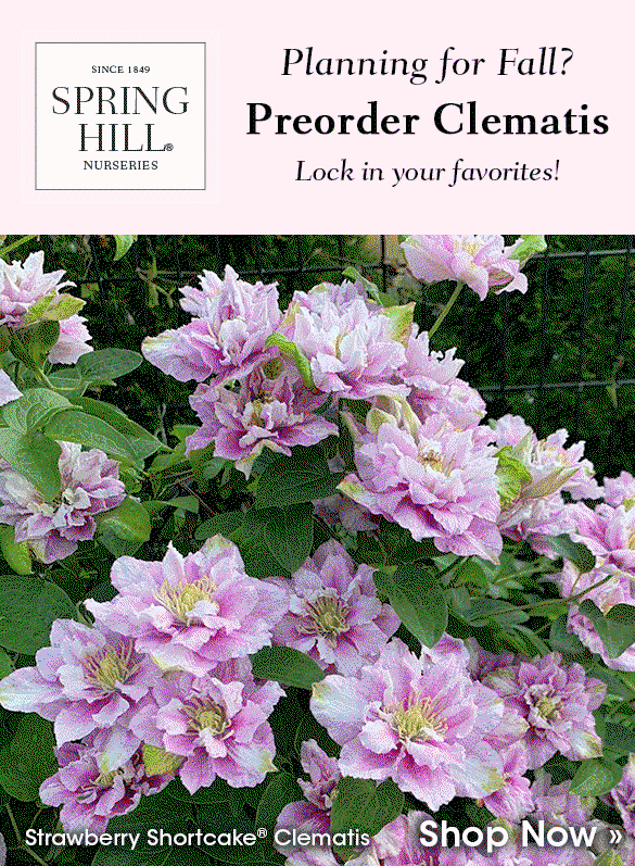 Back in Stock | Preorder Fall-Shipped Irises