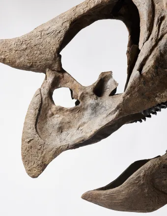 Museum-Grade Triceratops Skull Up for Auction