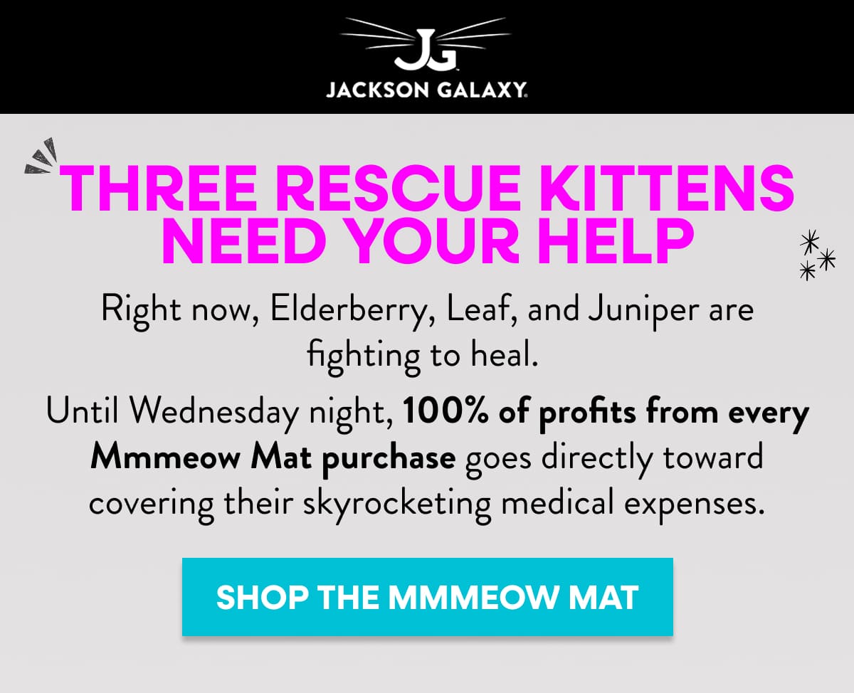Help with three rescue kittens