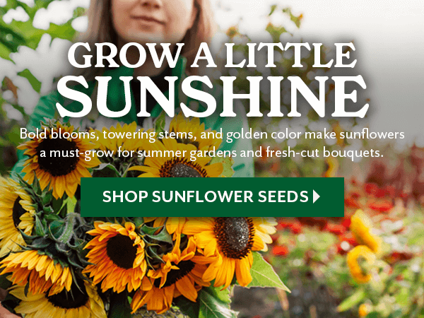 GROW A LITTLE SUNSHINE - SHOP SUNFLOWER SEEDS