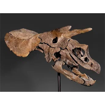 The Skull of a Triceratops South Dakota, USA