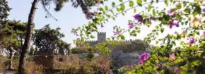 Sunny coastal town scene with historic stone walls framed by flowering branches and trees