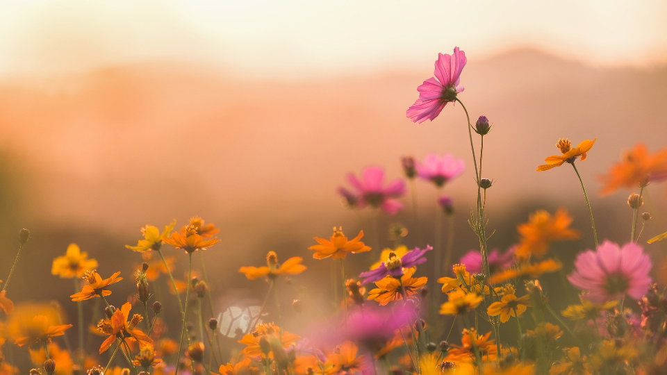 How to Create Beautiful & Blurry Backgrounds in Your Photos