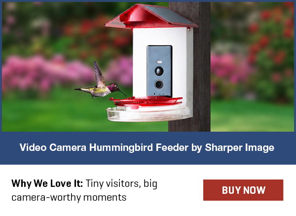 Video Camera Hummingbird Feeder by Sharper Image