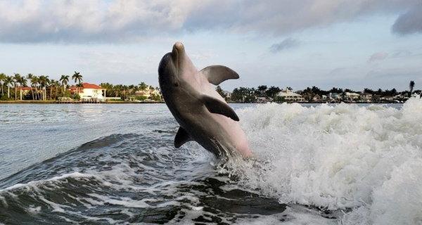 3-Hour Naples Dolphin Cruise & Keewaydin Island Beach Shelling Tour