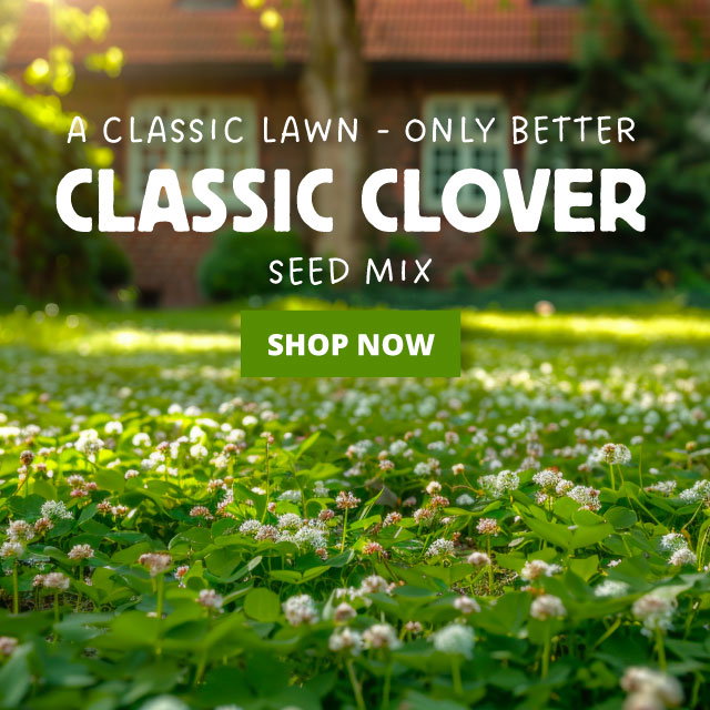 classic clover seed mix