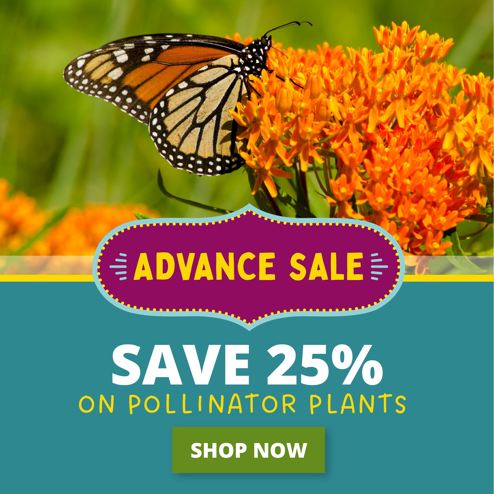 Advance sale Save 25%