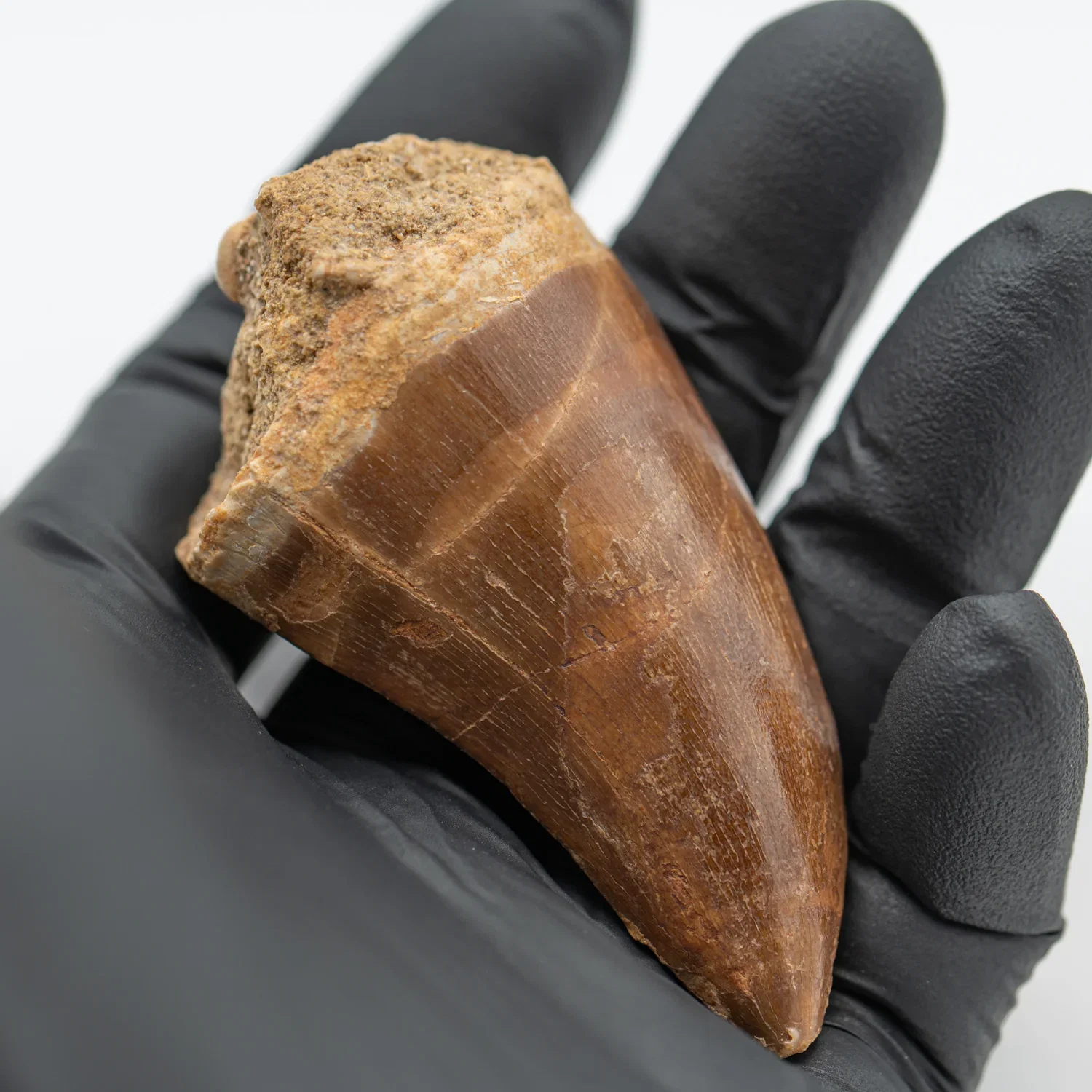 Image of Mosasaur Tooth - 2.515"