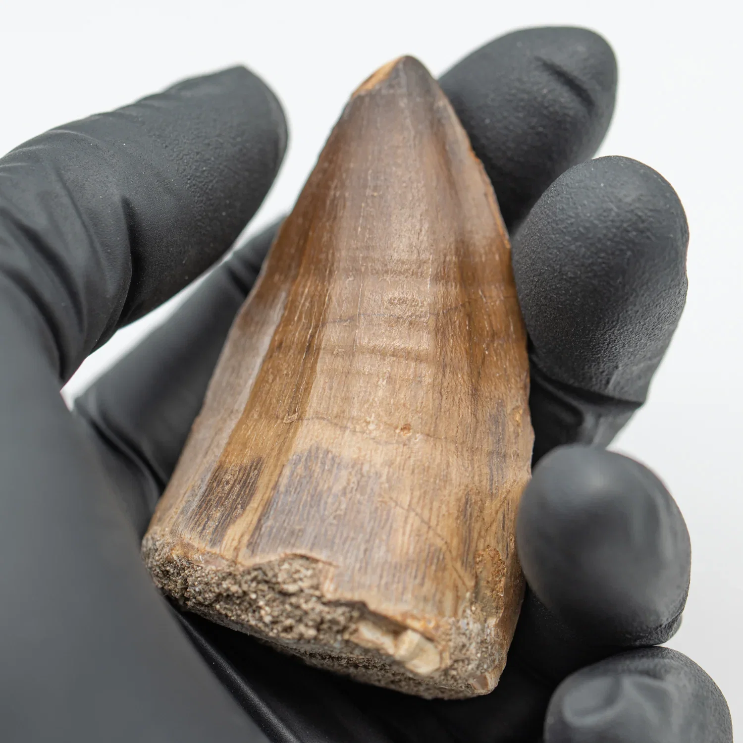 Image of Mosasaur Tooth - 2.299"