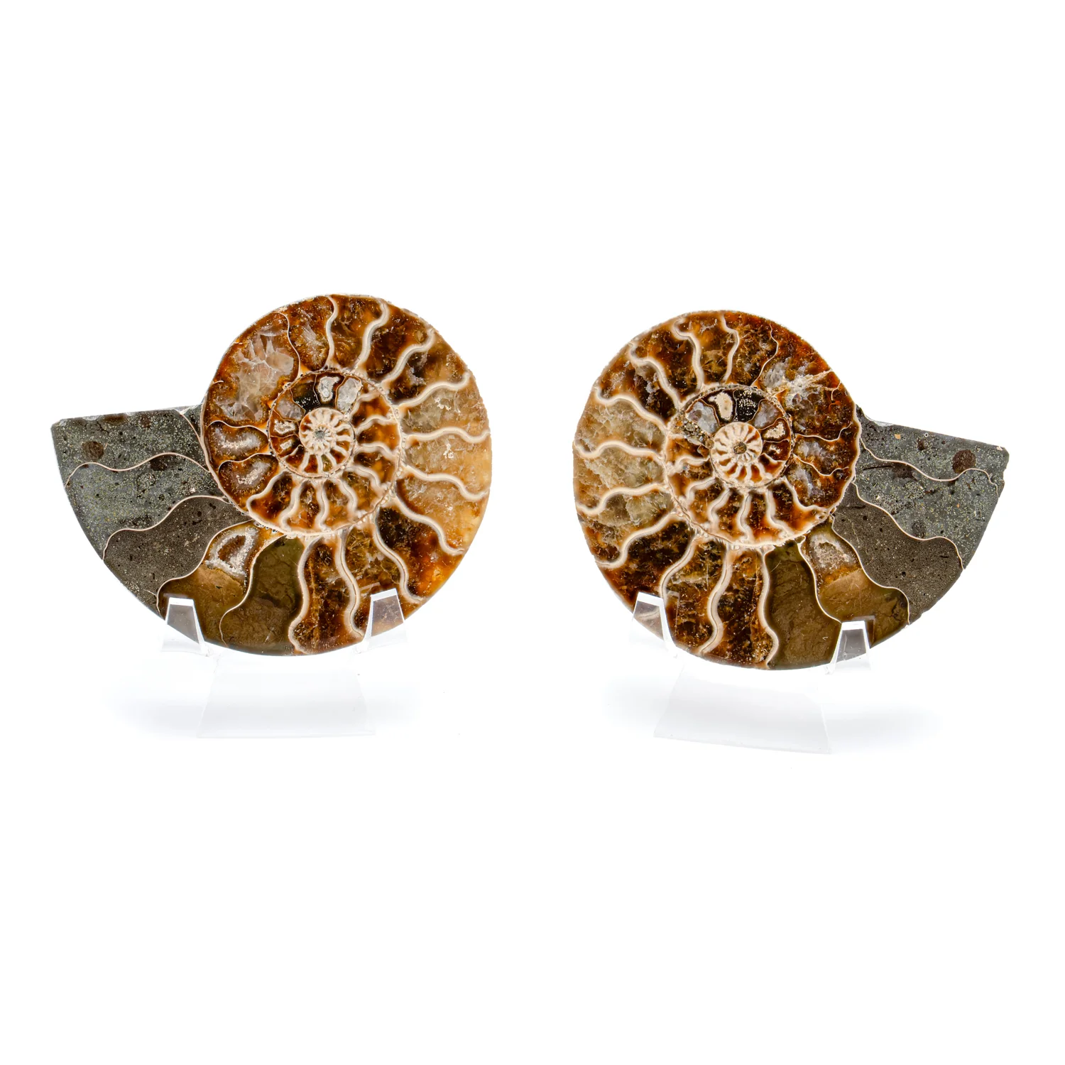 Image of Polished Ammonite Split Pair - 3.749" Cleoniceras