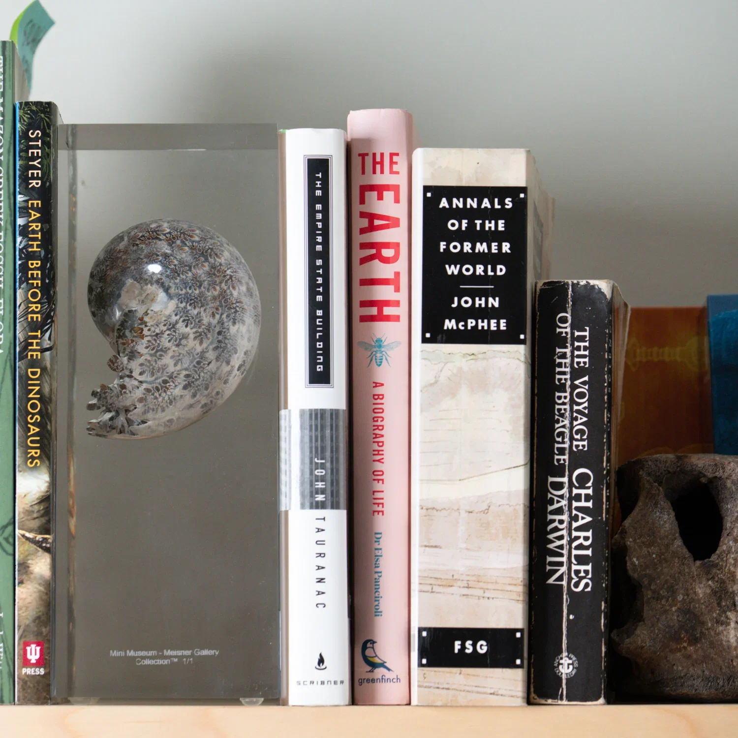 Image of Phylloceras Ammonite Tower - Acrylic Sculpture