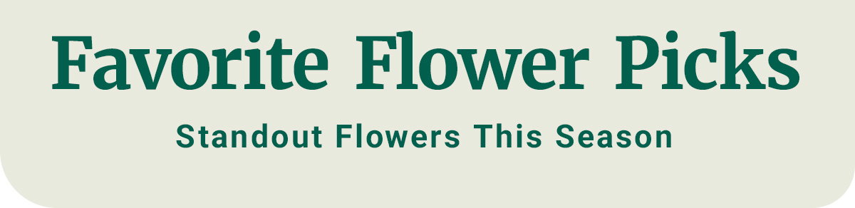 Favorite Flower Picks - Standout flowers this season