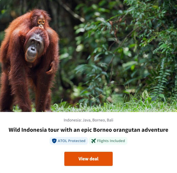 Wild Indonesia tour with an epic Borneo orangutan adventure
