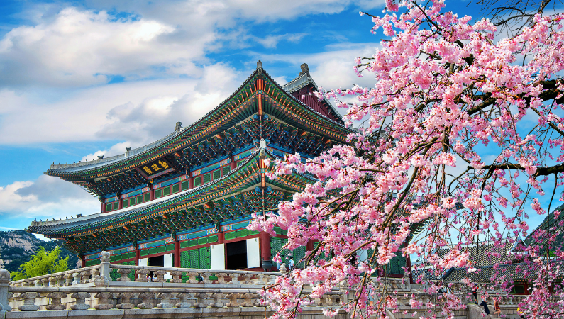 Cherry blossoms, Seoul