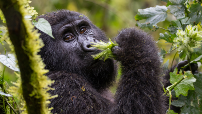 Gorilla, Uganda