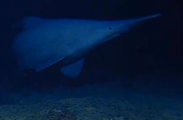 Goblin sharks caught on camera in their natural habitat for the first time | Nautilus