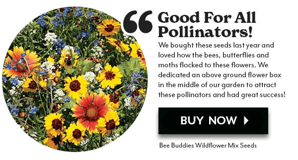Bee Buddies Wildflower Mix Seeds