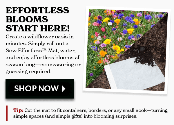 EFFORTLESS BLOOMS START HERE!