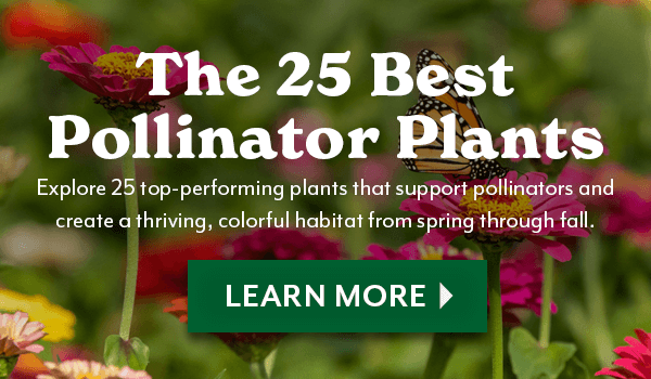 25 Best Pollinator Plants