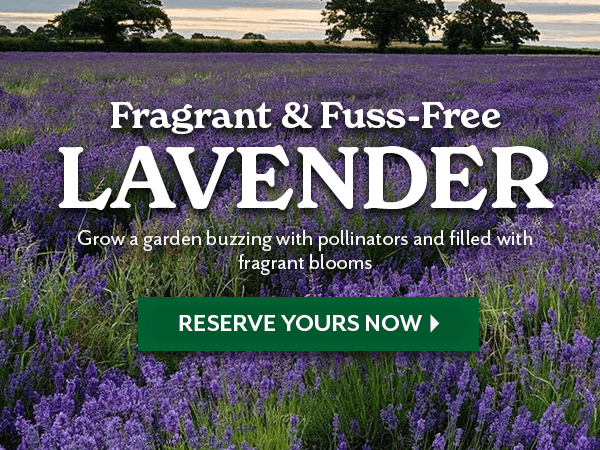 fragrant & Fuss-Free Lavender