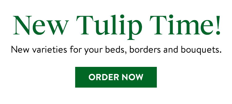 Tulip Bulbs
