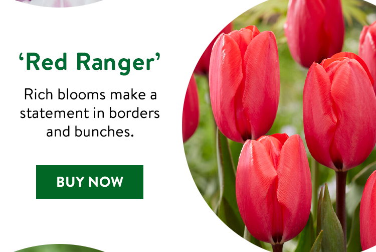Red Ranger, Tulip