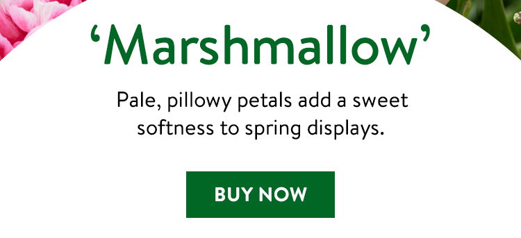 Marshmallow, Tulip