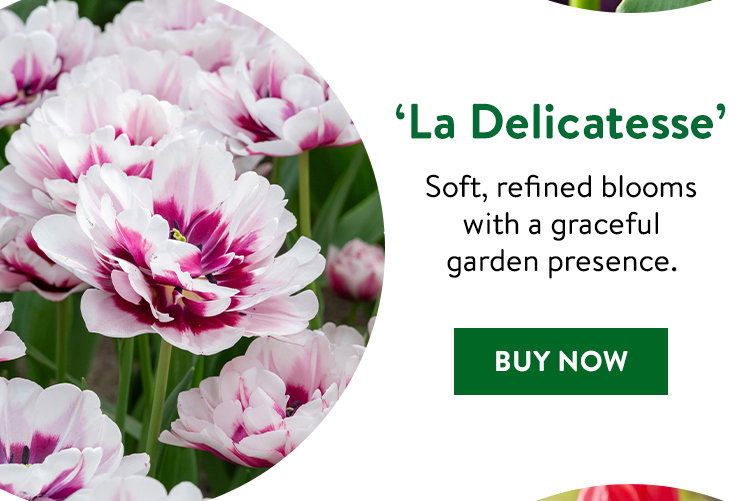 La Delicatesse, Tulip
