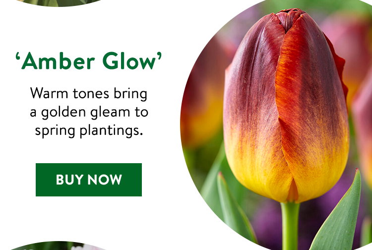 Amber Glow, Tulip