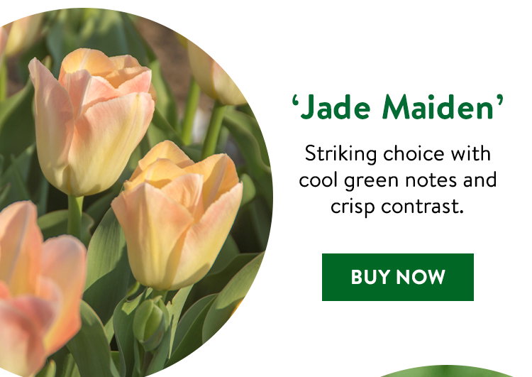 Jade Maiden, Tulip