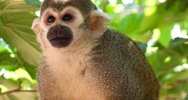 Wildlife Learning Center Admission Deals & Discounts