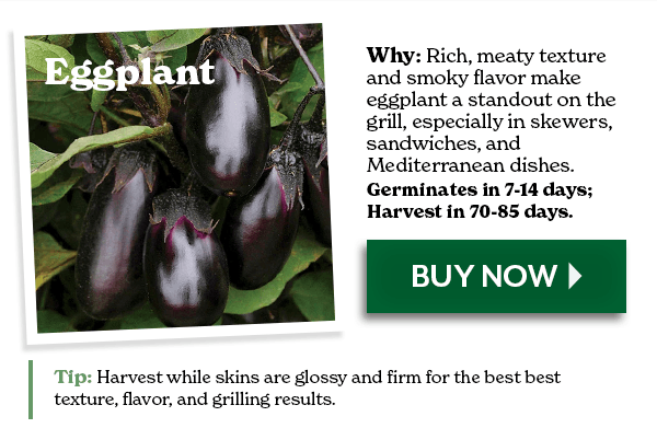 EGGPLANT
