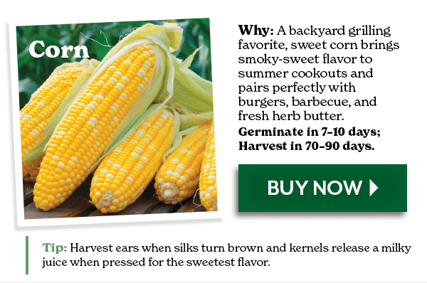 CORN
