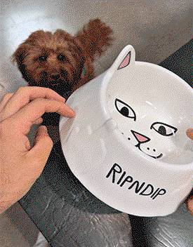 pet bowl