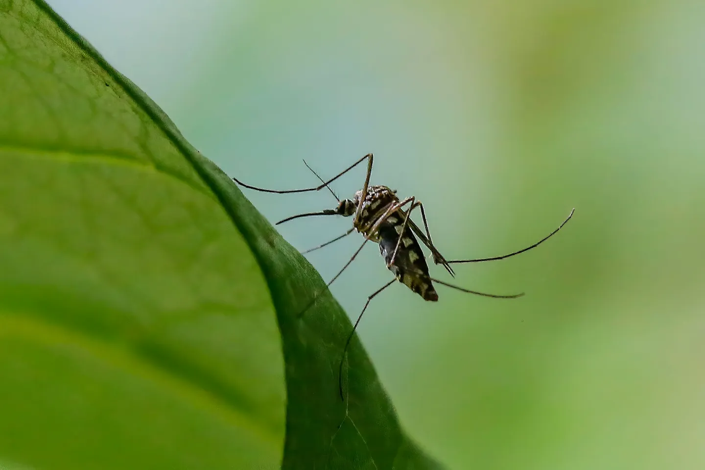 A mosquito lands on a leaf. Seung-il Ryu/NurPhoto via Getty Images