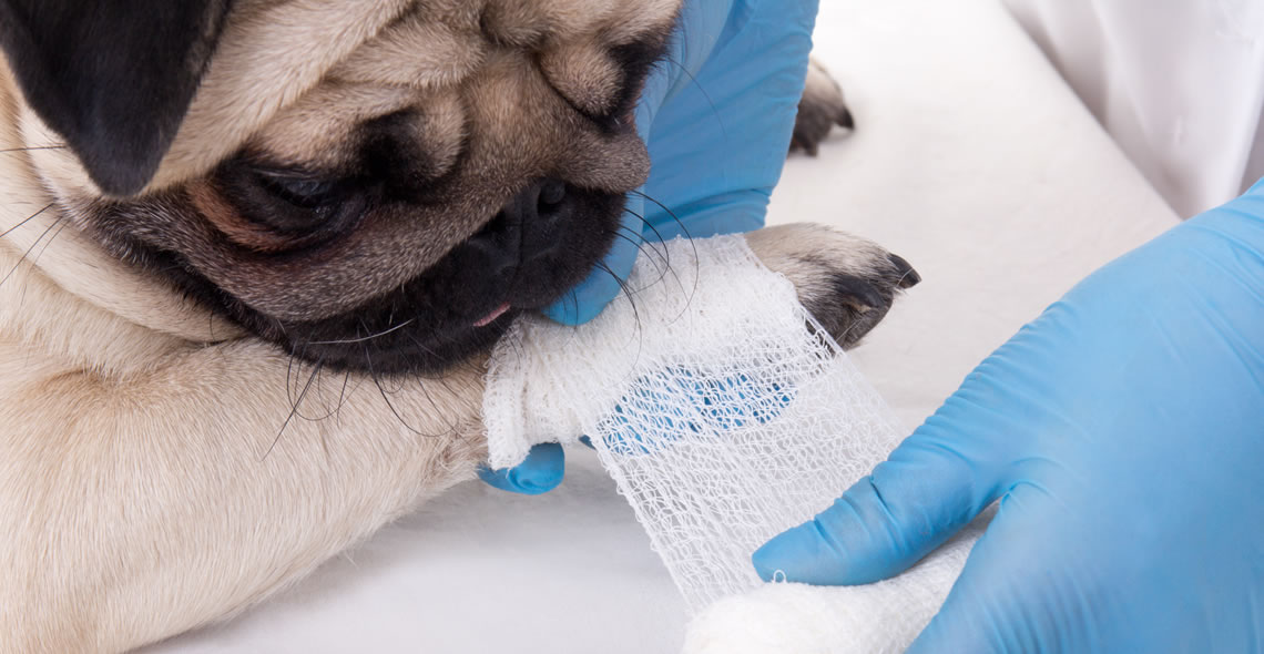 Image of Pet First Aid Certificate