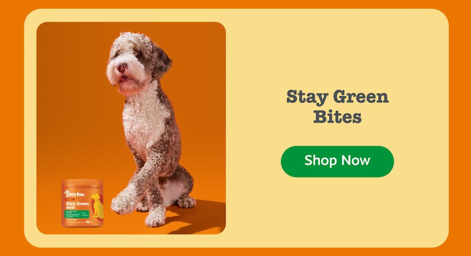 Stay Green Bites: Shop Now