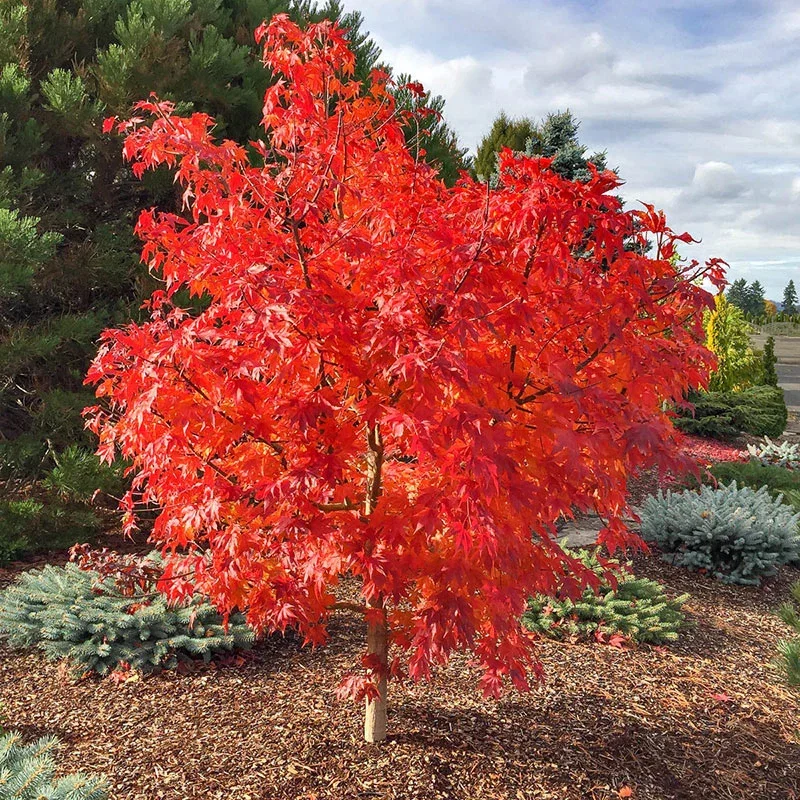 Final Fire® Maple Tree