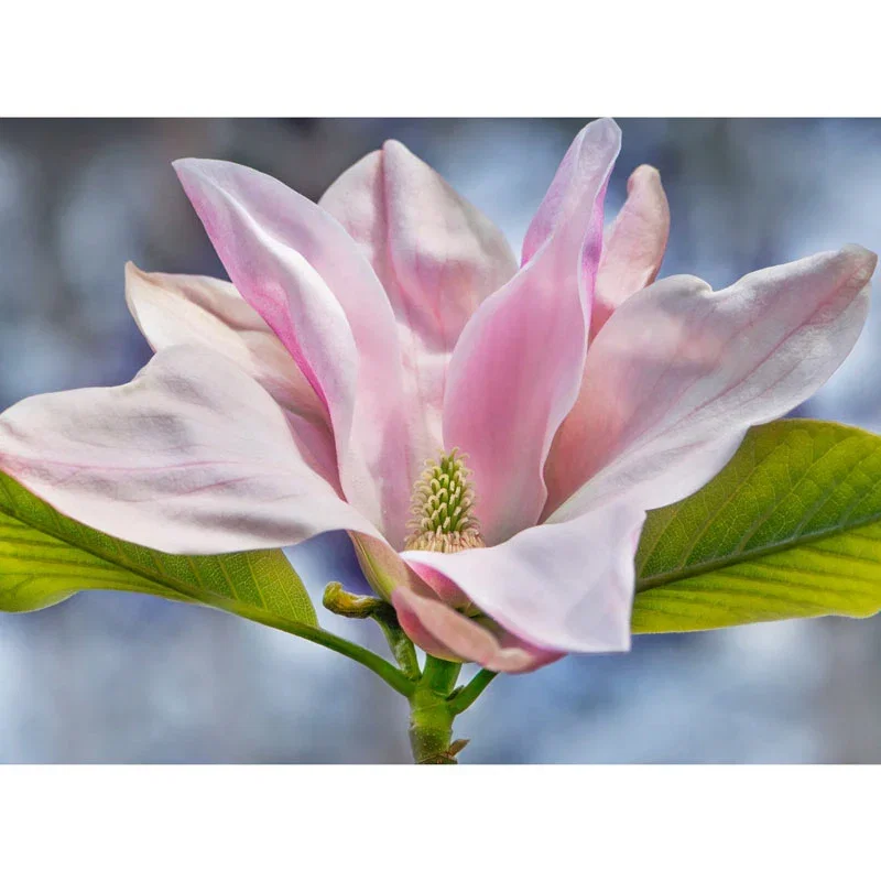 Daybreak Magnolia Tree

                  