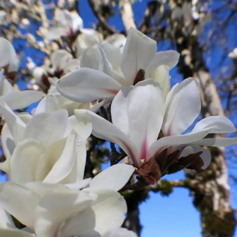 Marilyn's Choice Magnolia

            