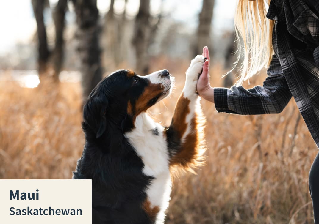 Maui from Saskatchewan - cover pet