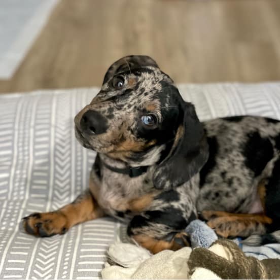 Wiener dog Alfie from Nova Scotia