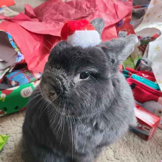 Grey Bunny Bella from Ontario