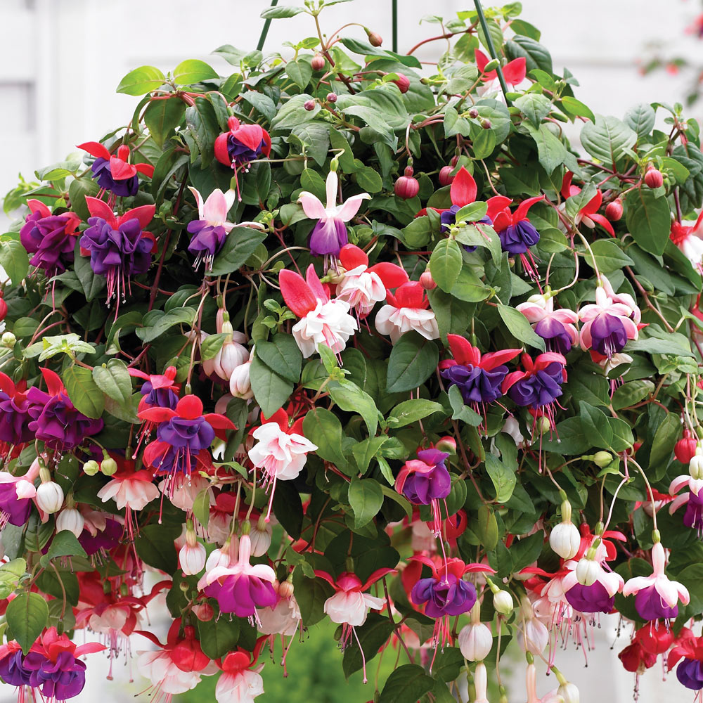 Fuchsia 'Trailing Mixed'